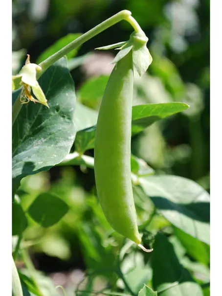 UPSTATE GEECHIE