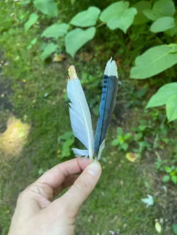 Feathers Found - Onward.MWood