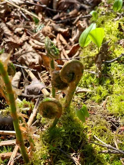 Fiddlehead.May 2022.MWood