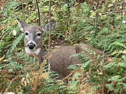 Deer in the foliage.MWood-Ongoing.11-2023