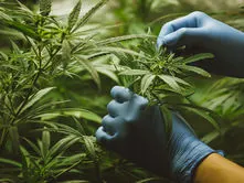 Southern Tier Cannabis Culture: Education
