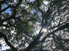 A Letter From a Tree