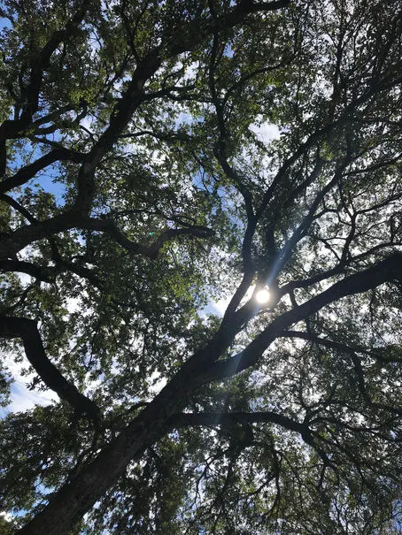 A Letter From a Tree
