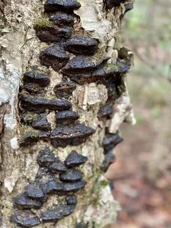 Tree shrooms. June 2022.MWood