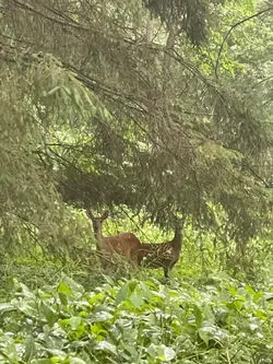 MWood Chills with the deer during a summer storm while hiking